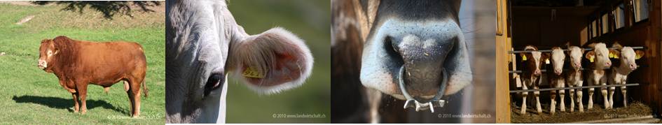 Bilderserie Einfuhr Rindersperma
